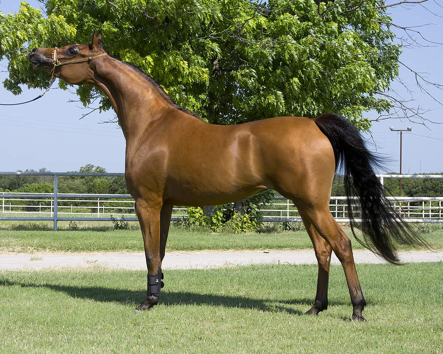 Arabian horse: Horse breed originating in the Middle East