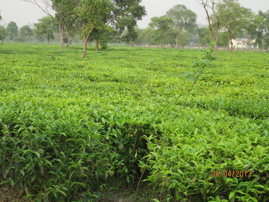 Bagdogra: Census town in West Bengal, India