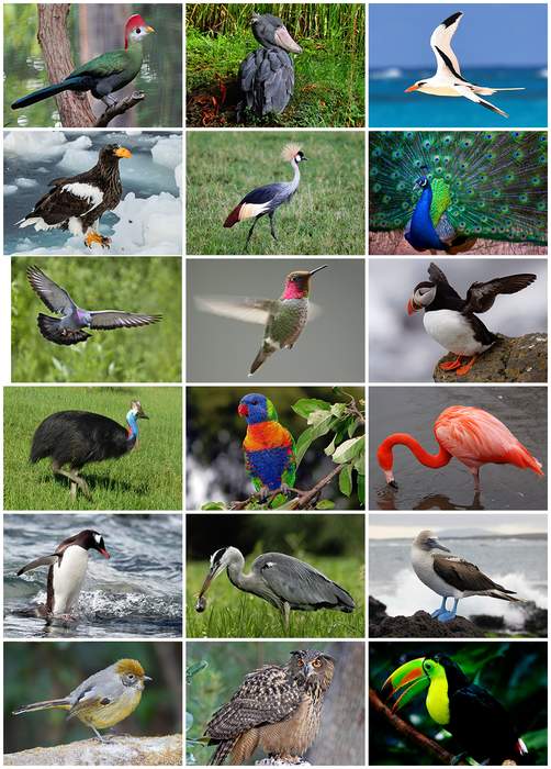 Bird: Warm-blooded vertebrates with wings and feathers