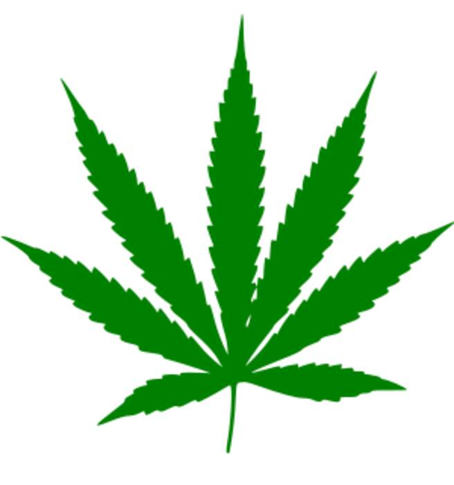 Blunt (cannabis): Cigar filled with cannabis, or a fat cigar
