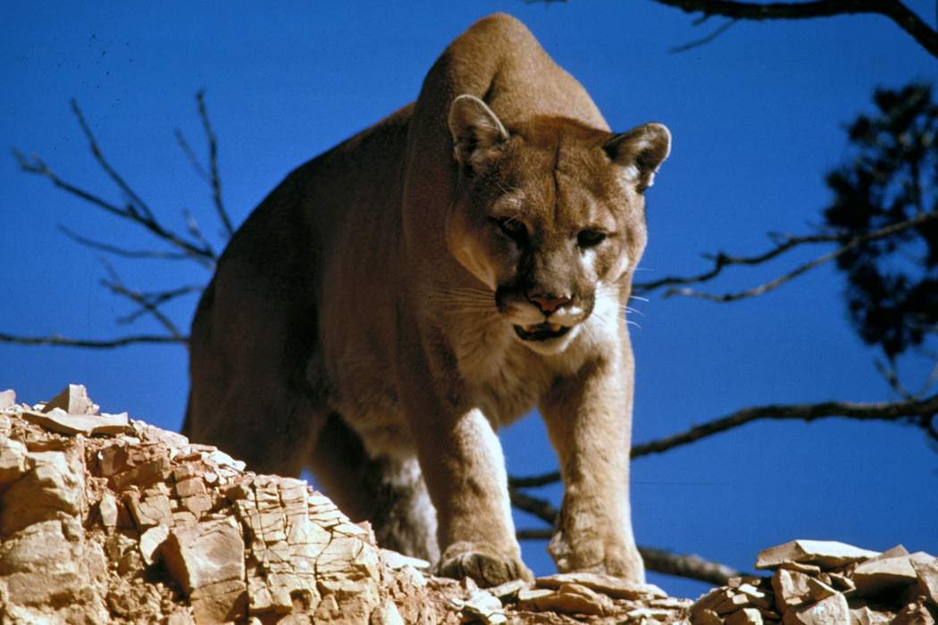 Cougar: Large species of cat native to the Americas