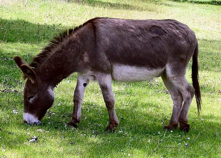 Donkey: Domesticated animal primarily used for transportation