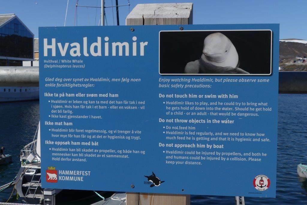 Hvaldimir: Beluga whale (c. 2009–2024)