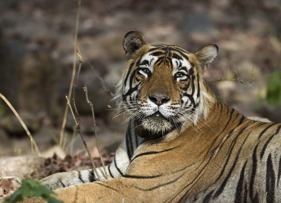 International Tiger Day: International observance, 29 July