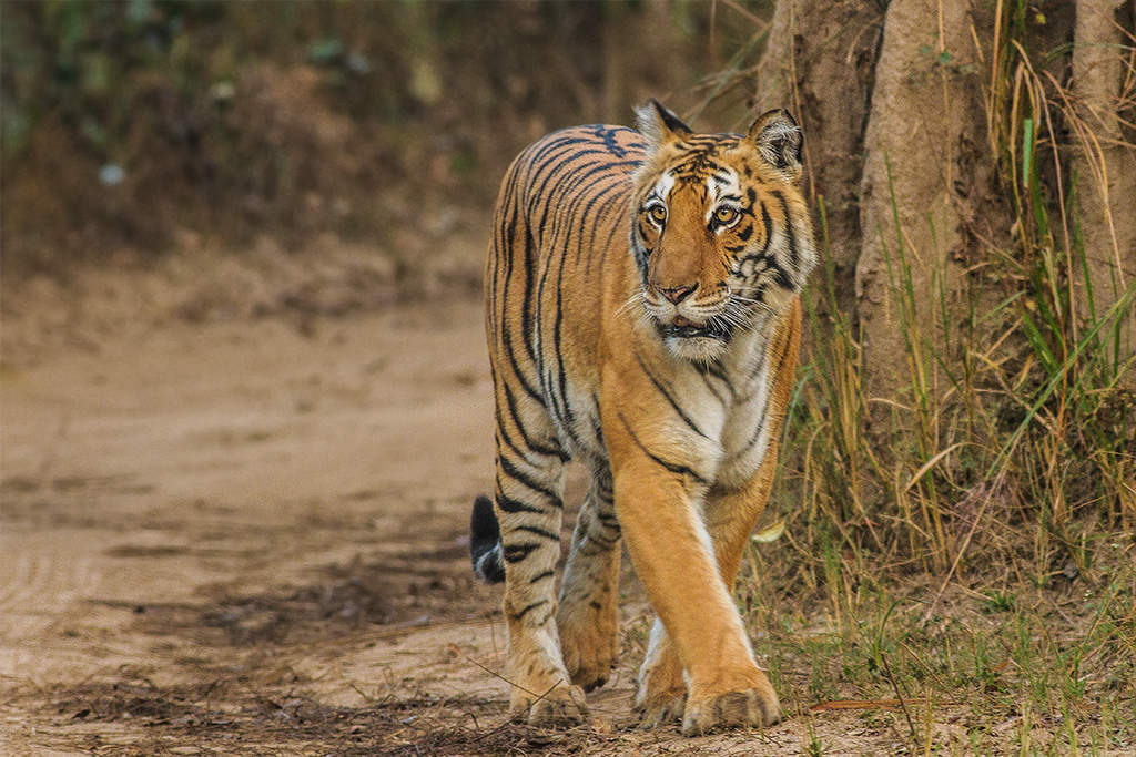 Jim Corbett National Park: National park in India