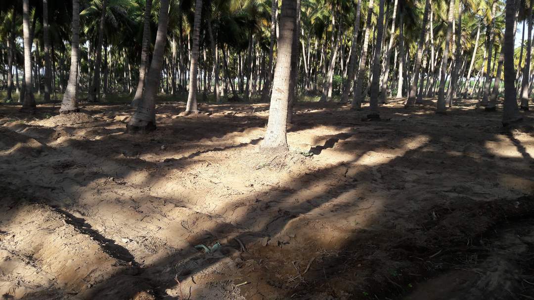 Keezhadi: Neighbourhood in Sivaganga district, Tamil Nadu, India