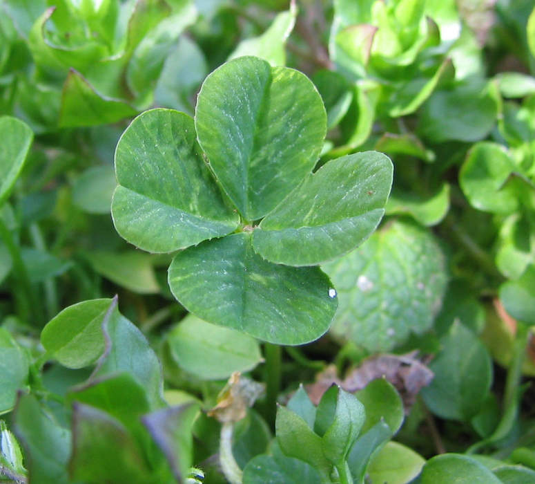 Luck: Concept that defines the experience of notably positive, negative, or improbable events