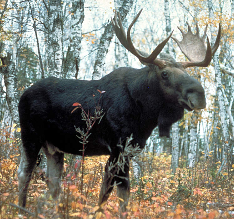 Moose: Largest species of deer