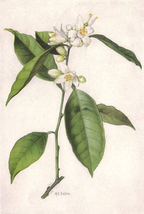 Orange Blossom Carnival:
