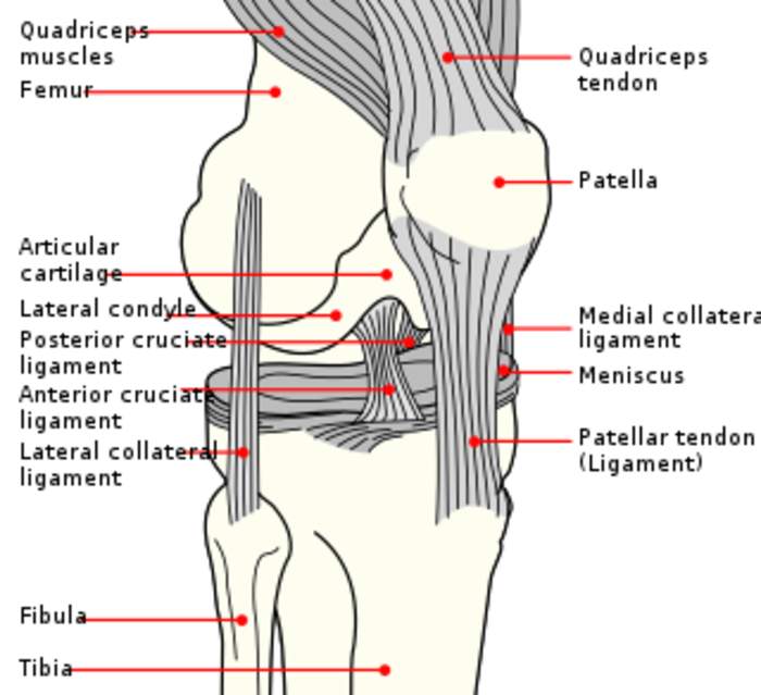 Patella: Kneecap, bone covering knee joint