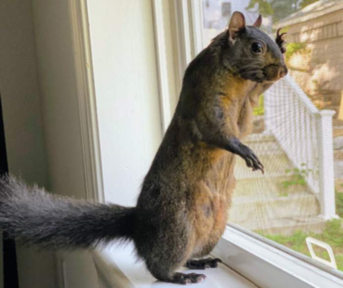 Peanut (squirrel): American pet (c. 2017 – 2024)