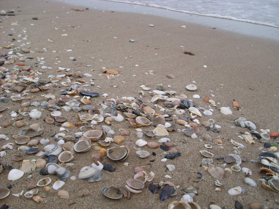 Seashell: Hard, protective outer layers created by an animal that lives in the sea