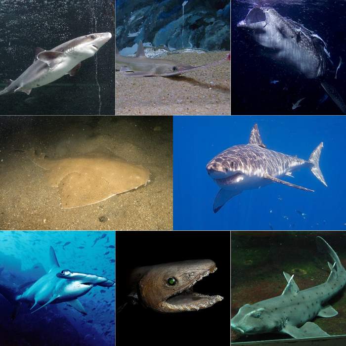 Shark: Division of predatory cartilaginous fish