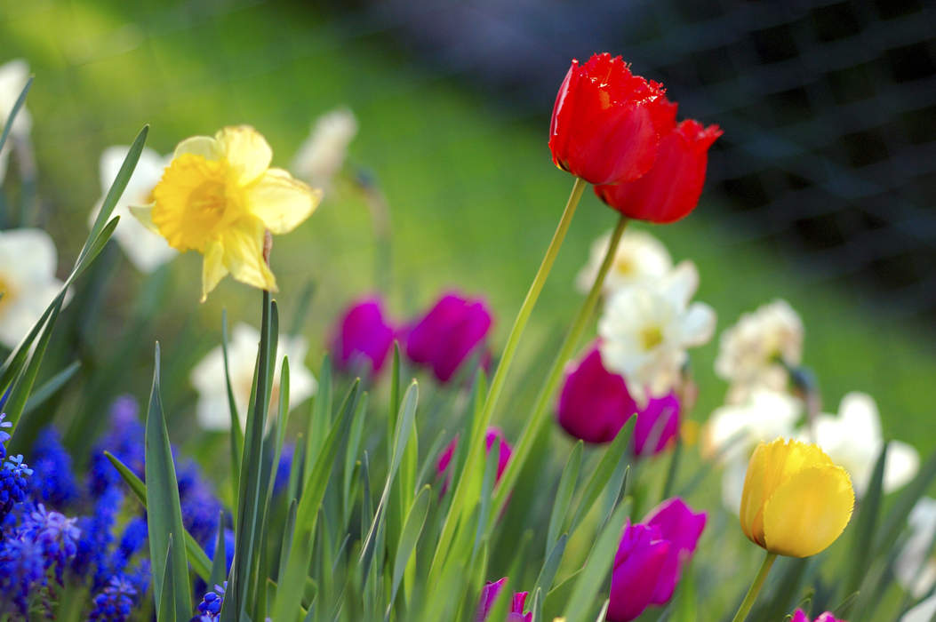 Spring (season): One of the Earth's four temperate seasons